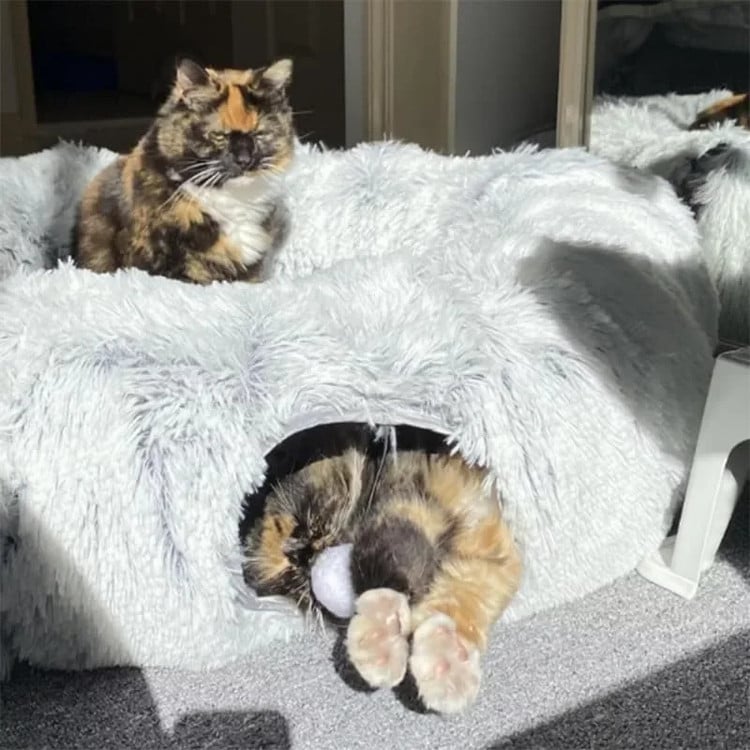Cat Bed with Tunnel