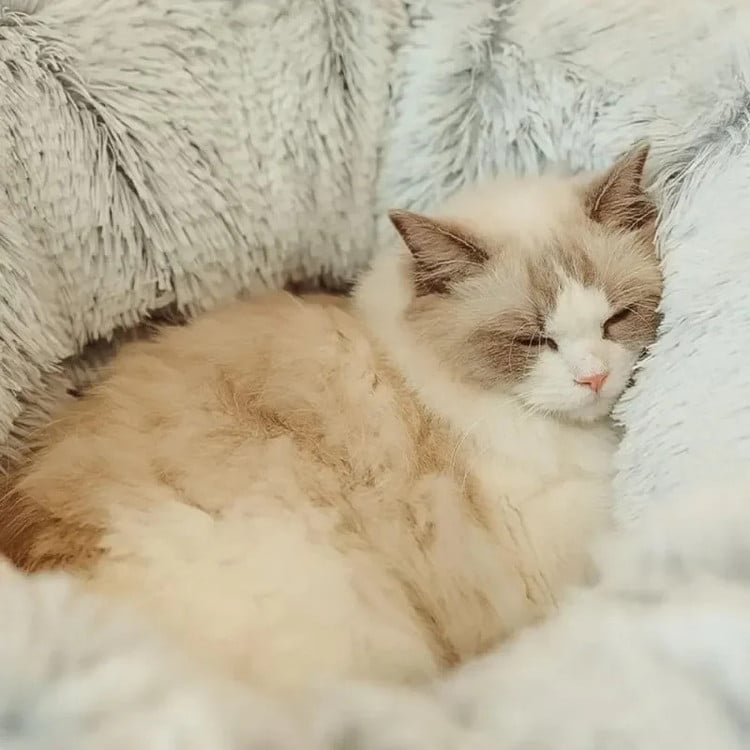 Cat Bed with Tunnel